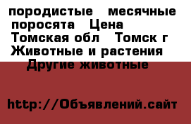 породистые 2-месячные поросята › Цена ­ 3 000 - Томская обл., Томск г. Животные и растения » Другие животные   